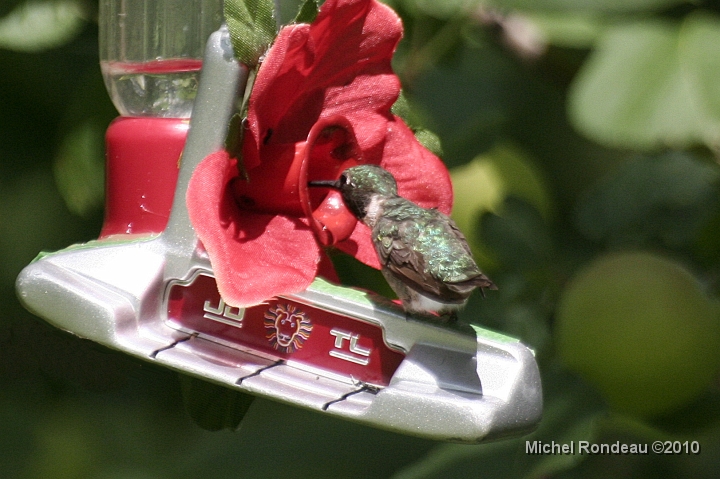 img_9221C.jpg - Et puis le mâle | And again, the Male