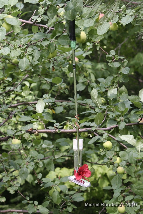 img_9225V.jpg - L'appareil dans le pommier | The apparatus in the Apple Tree