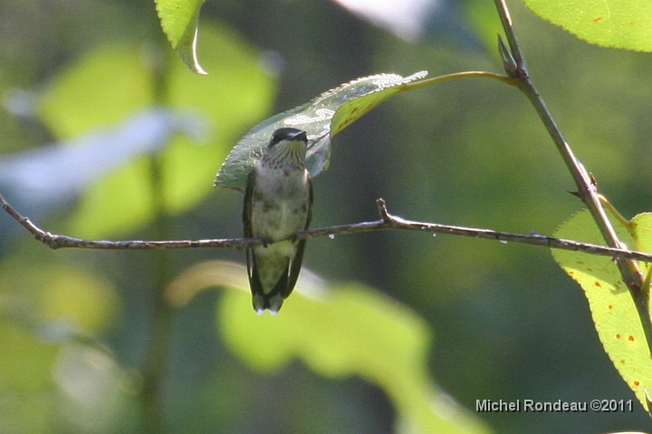 img_4019C.jpg - Ça prit du temps, mai enfin un jeune mâle | Took some time but I spotted this young Male