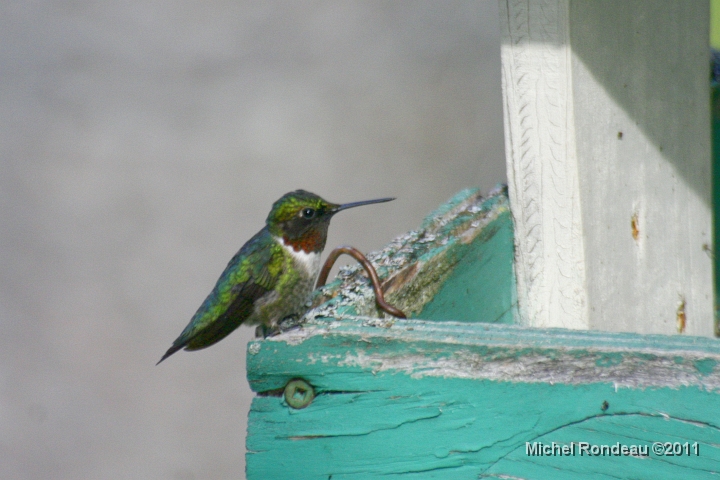 img_0656C.jpg - Ce petit a prit possession de cette ancienne mangeoire  This guy took possession of the old feeder