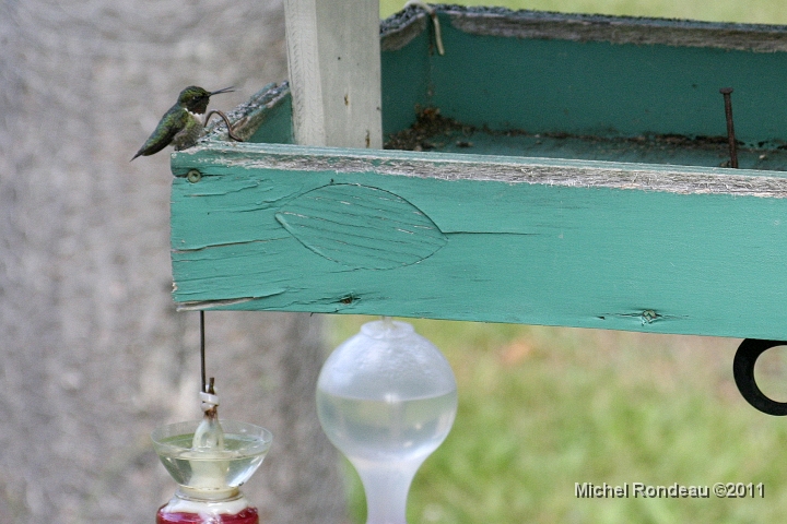 img_0658C.jpg - Cette vieille mangeoire | This old feeder