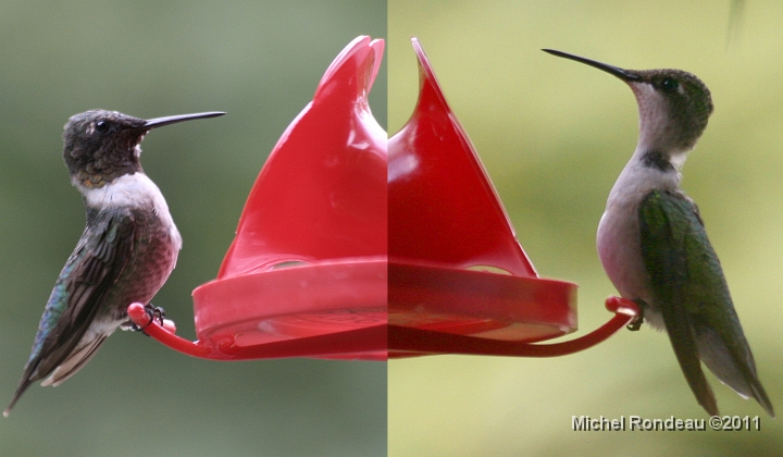 ComparaisonCol2.jpg - Comparison Male (gauche) et femelle (droite) | Male om the left and female on the right La femelle est 25% plus grosse que le mâle  Female is really 25% bigger than the Male