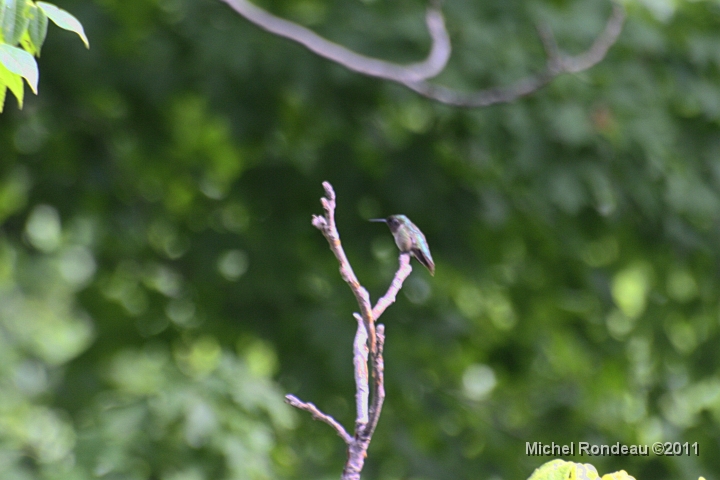 img_2013C.jpg - La tournée matinale du colibri | Hummer morning run Du haut de sa tour, il surveille | From his watchtower 