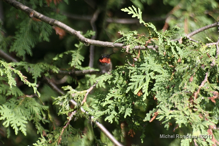 img_2029C.jpg - Dans le fond du cèdre son collet le trahit Inside the cedar, his red collar reveals its presence