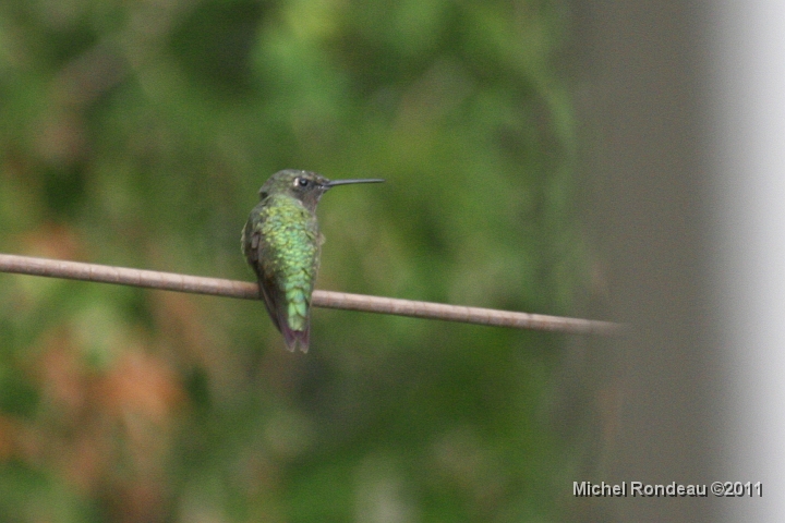 img_2661C.jpg - 09-08-2011 La mâle aux aguets | Male on the watch