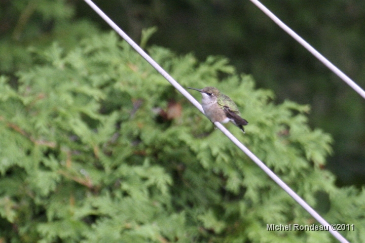 img_4988C.jpg - 26-08-2011 Ce matin un des colibris fait de la corde...  This morning this hummer does the line...