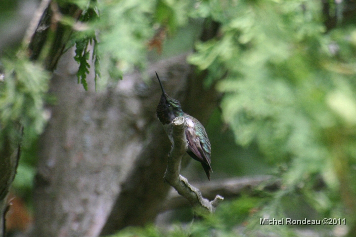 img_1468C.jpg - De retour sur la branche |  Back on the branch