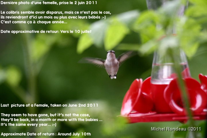 img_5218C.jpg - En attendant aller voir les photos des colibris  ailleurs-CLIQUEZ  Meanwhile check ou my Hummer pics in the  Wild-CLICK 