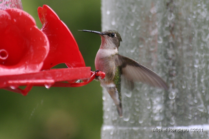 img_3200C.jpg - 13h24 Ooopss  Nouvelle femelle et pourquoi je sais... | New Female and why I know...