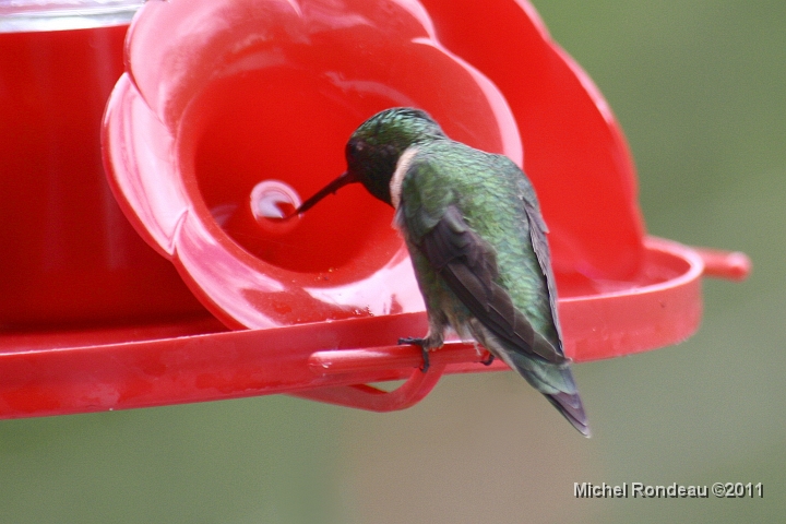 img_2264C.jpg - Le colibri est arrivé | The Hummingbird is in