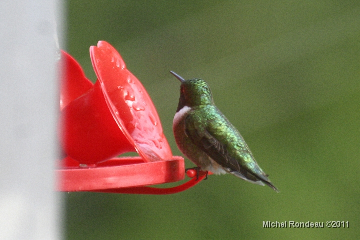 img_3503C.jpg - Mais ce matin, le mâle est de retour But this morning the male is back