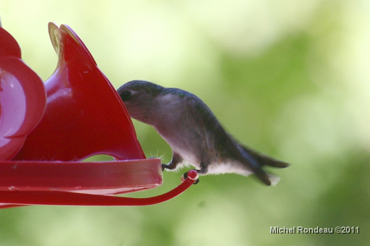 img_5043C.jpg - Regardez comment elle se tient à l'abreuvoir Look how she's holding on to the feeder