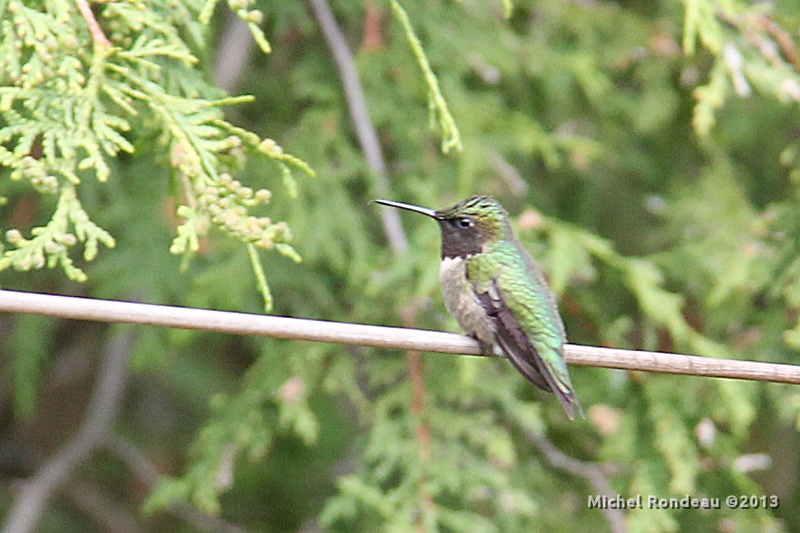 IMG_1627C.JPG - 16-05-2013  Il fait de la corde et surveille | Doing the clothes-line and watching